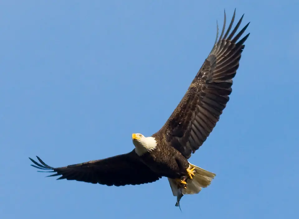 Bald eagle in-flight